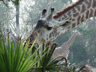 Giraffe at San Diego Zoo