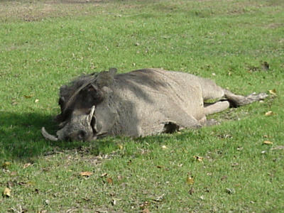 Am I pretty or what? (Warthog at San Diego Zoo)