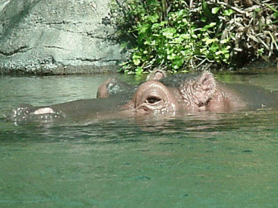 Hippopotamus