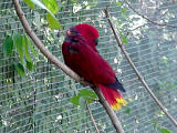 Not a Cardinal am I, Mate?