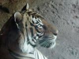 Noble Tiger