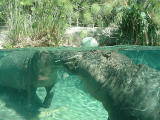 Hippopotami