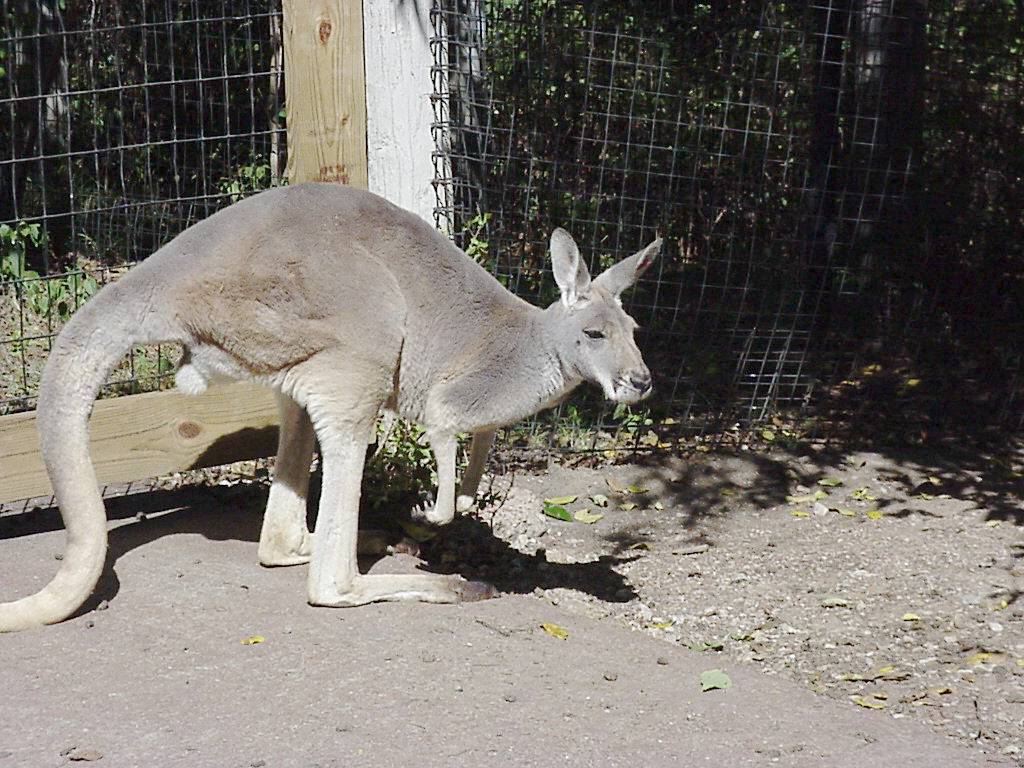 Loose Roo at KC Zoo