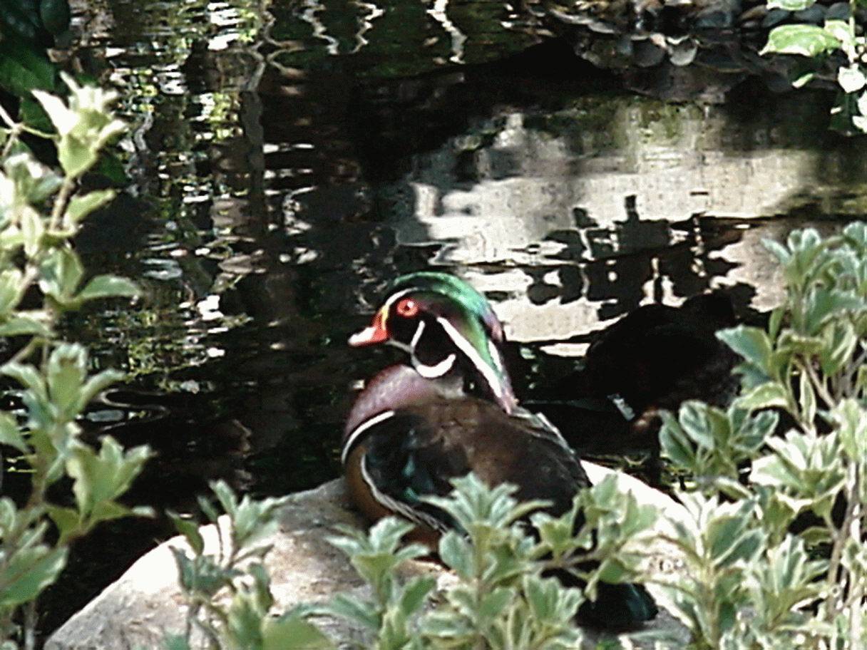 Camouflaged Canvasback Duck