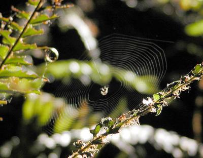 Sword fern spider waits