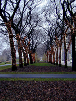 Row of Trees wrapped in Christmas Lights
