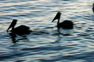 pelicans.jpeg