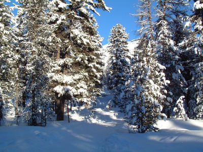 Trees