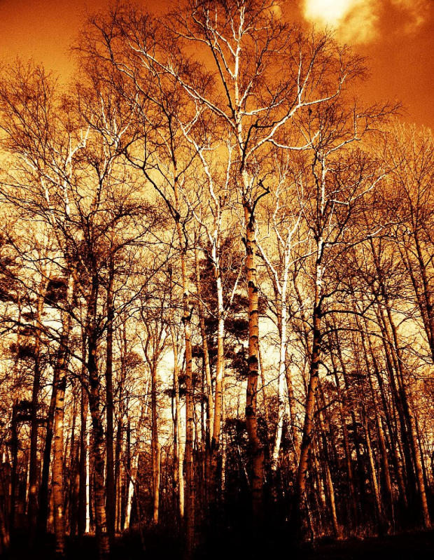 2nd RUNNER-UP- Tie:  Intense Sepia Birch by ZipperZ