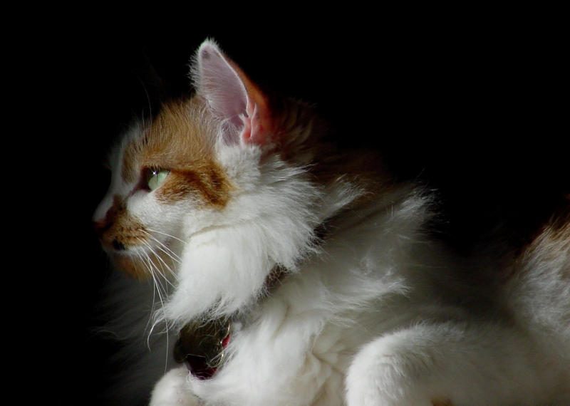 Baby by Mike Hanson