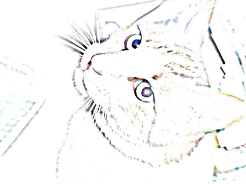 Cats Eyes by R Davis (Nee)