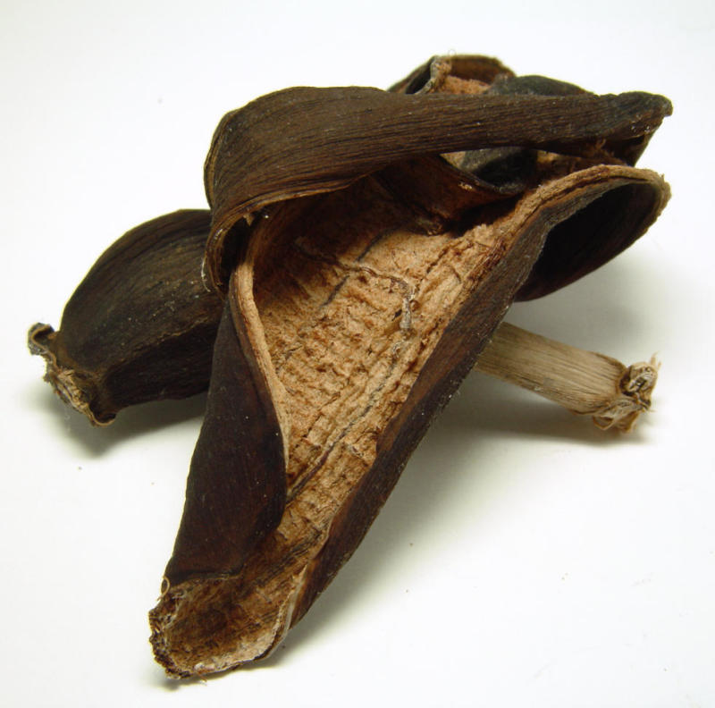 Banana Peel by Dee Golden (Sony 707)