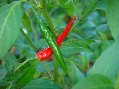 Hot Thai Chilis by Jay Jervey
