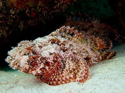 Scorpionfish by Ellen M   DSC P1w/MPK-P1 12-1-01