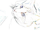 Cats Eyes by R Davis (Nee)