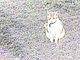 Psychedelic Cat (Exhibition) by RDavis