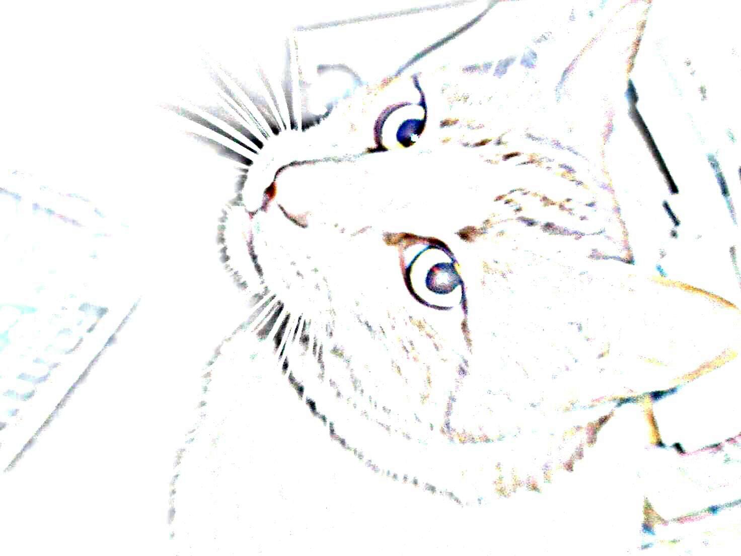 Cats Eyes by R Davis (Nee)