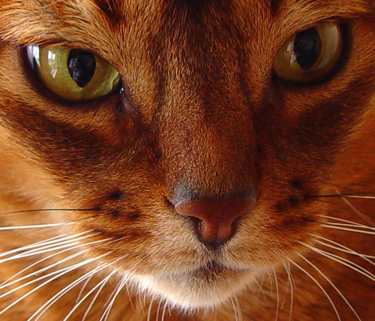 <b>Second Runner Up (Exhibition):</b> Its in the eyes - Ali