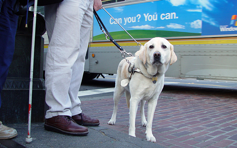 Working Dog - Shay