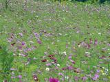 DSC07541_02.jpg