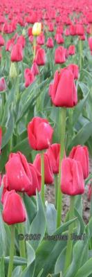 RedandYellowTulipsVertical.jpg