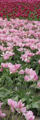 PinkandPurpleTulips.jpg