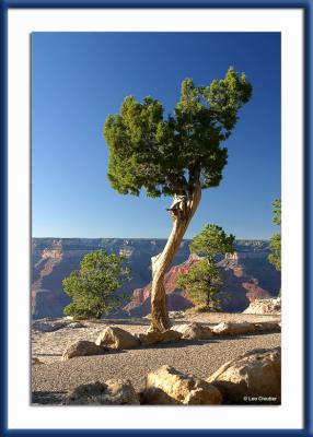Tree along the south rim of Grand Canyon just east of Hopi Point.