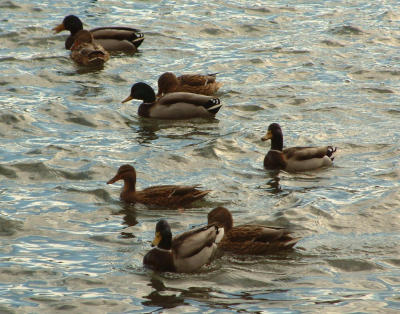 Dscf0016 Kopie.jpg
