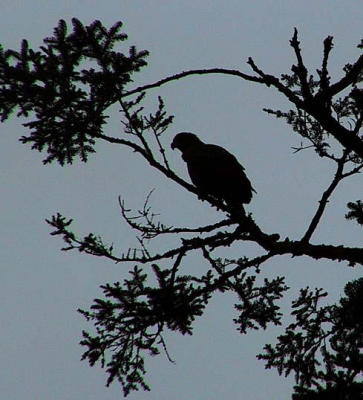 u4/woody/medium/693287.Solitaryeagle.jpg