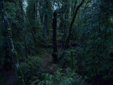 Deep in the rain forest.jpg