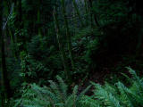 Rainforest 2.jpg
