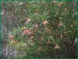 Grevillea stenomera