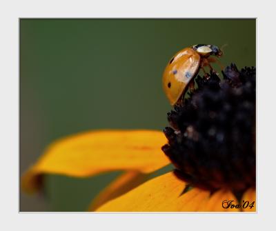 Golden Lady Bug