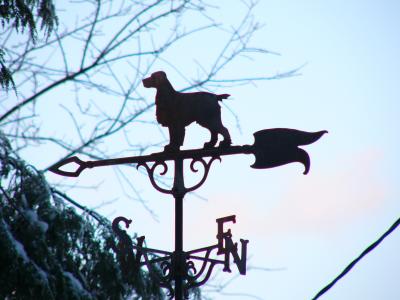 cocker spaniel