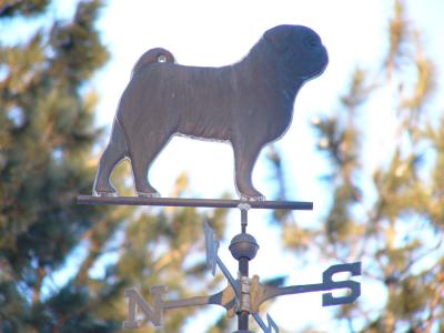 u40/10kzoomfz/medium/25905108.Pug.jpg
