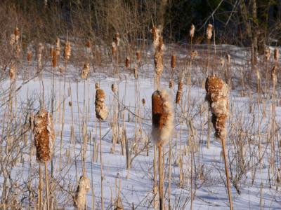 cattails