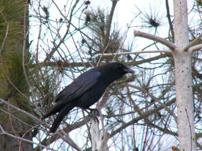 American Crow <))