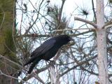 American Crow <))