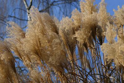 Schilf im Winter