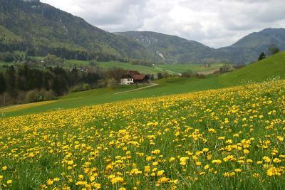 Frühlingswanderung im Jura (Nähe Delémont)