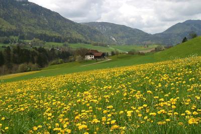 Frhlingswanderung im Jura (Nhe Delmont)