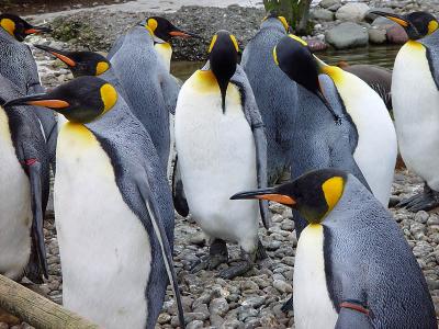 Pinguine im Zrcher Zoo