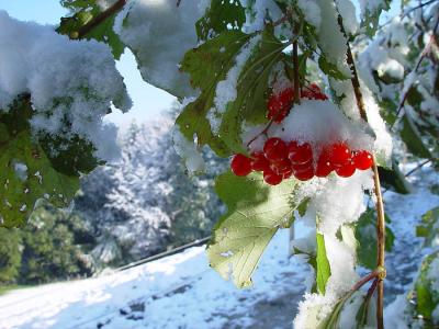 Vogelbeeren