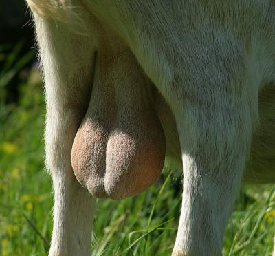 Who knows it, scrotum of a cow or a goat?