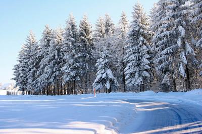 Forest in snow