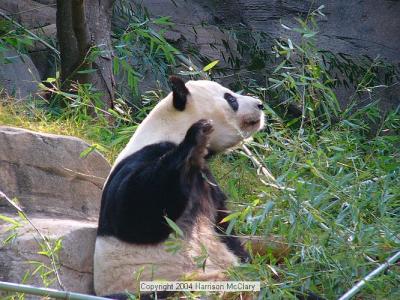 whm-zooatl0005.jpg
