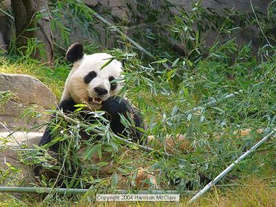 whm-zooatl0007.jpg
