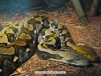whm-zooatl0016.jpg