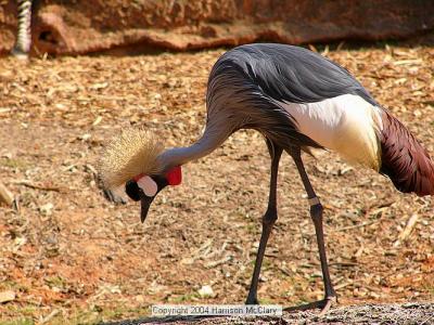 whm-zooatl0026.jpg
