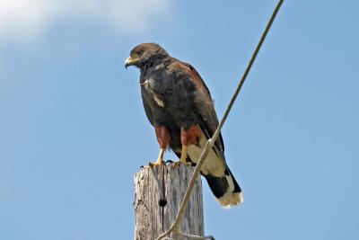 Harris Hawk at Laguna Atascosa 1.jpg